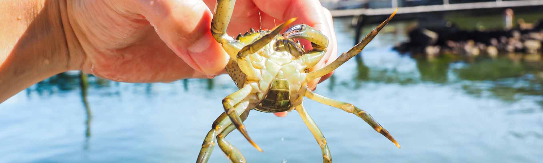 Crab Hunting - Travel Deals UAE